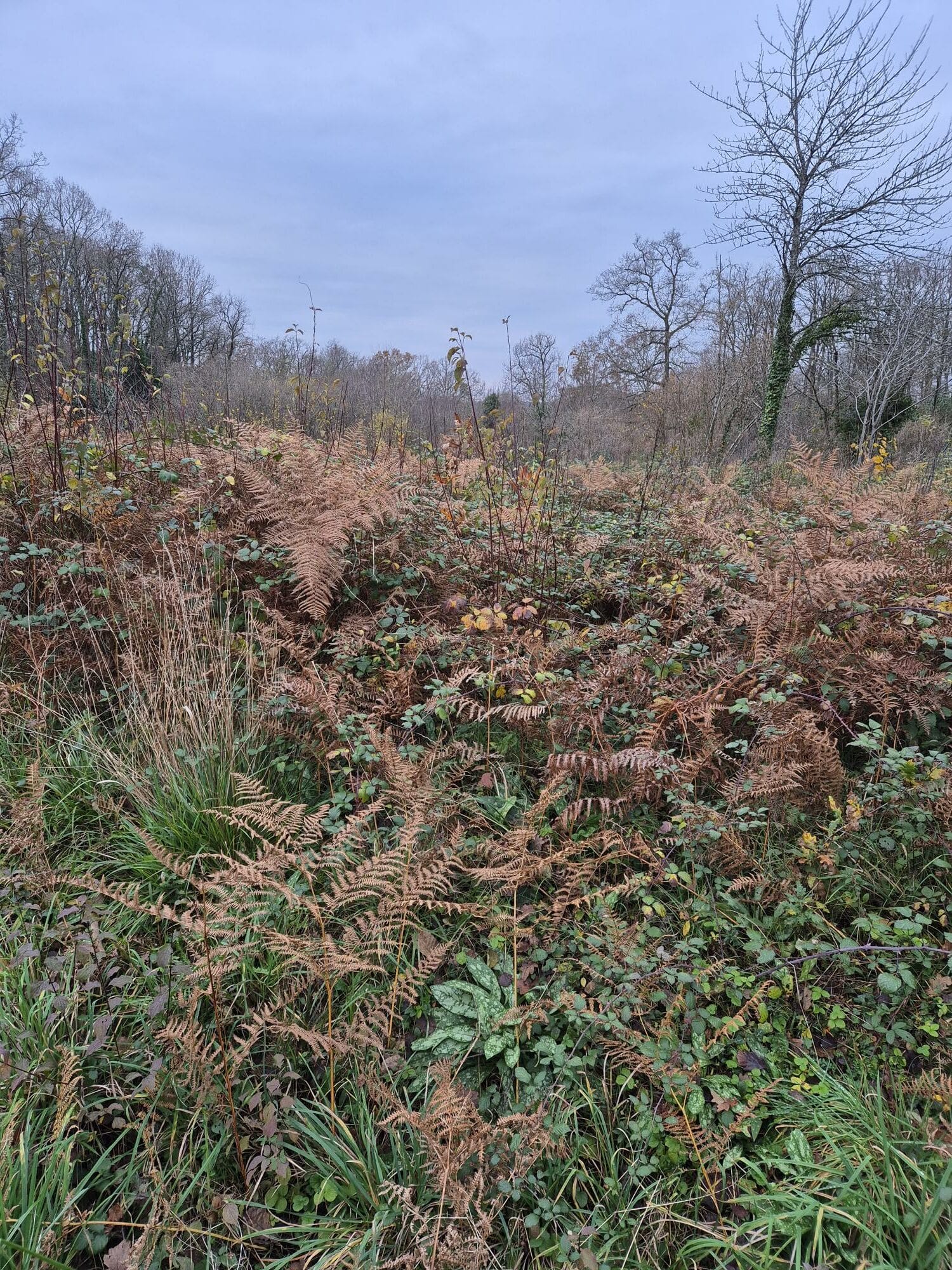 Terrain de 2 640m² à vendre à Sers (16)