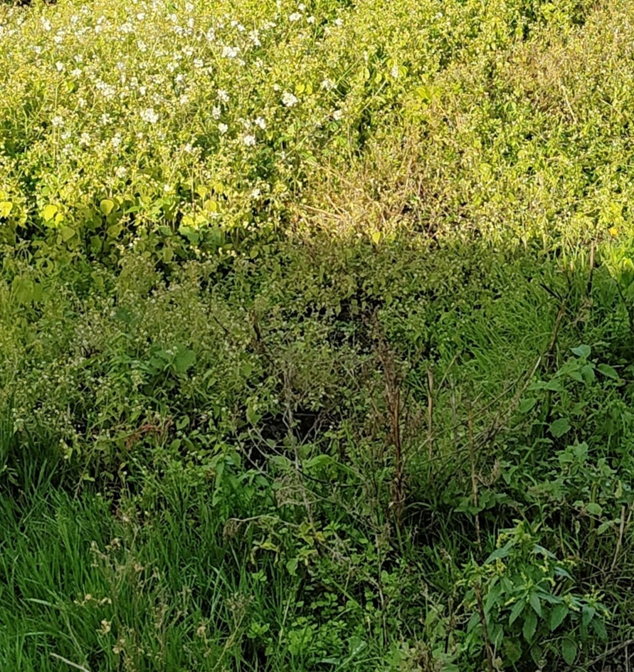 Terrain de 306m² à vendre à Bouaye (44)