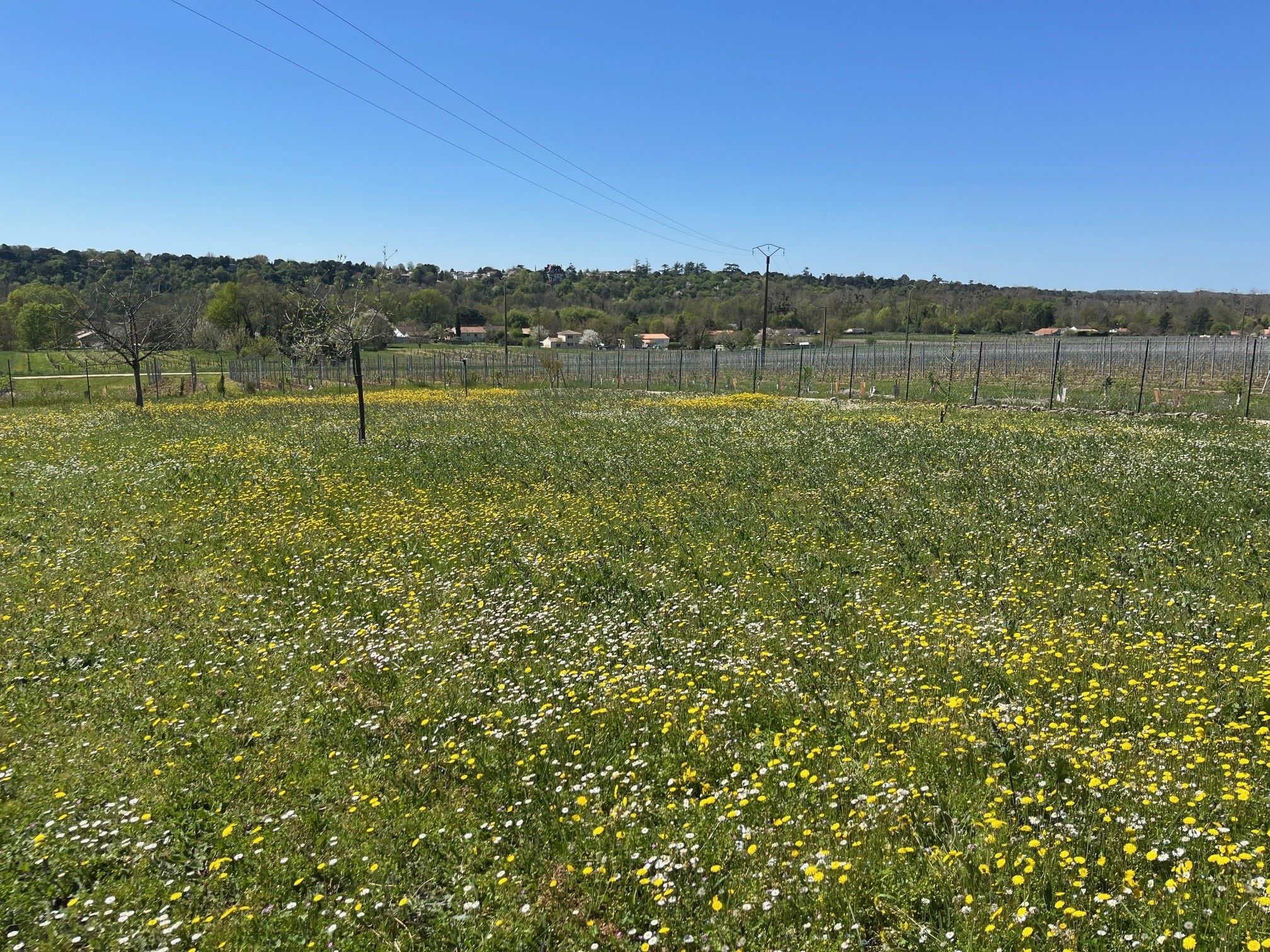 Terrain de 1 011m² à vendre à Boutiers-Saint-Trojan (16)