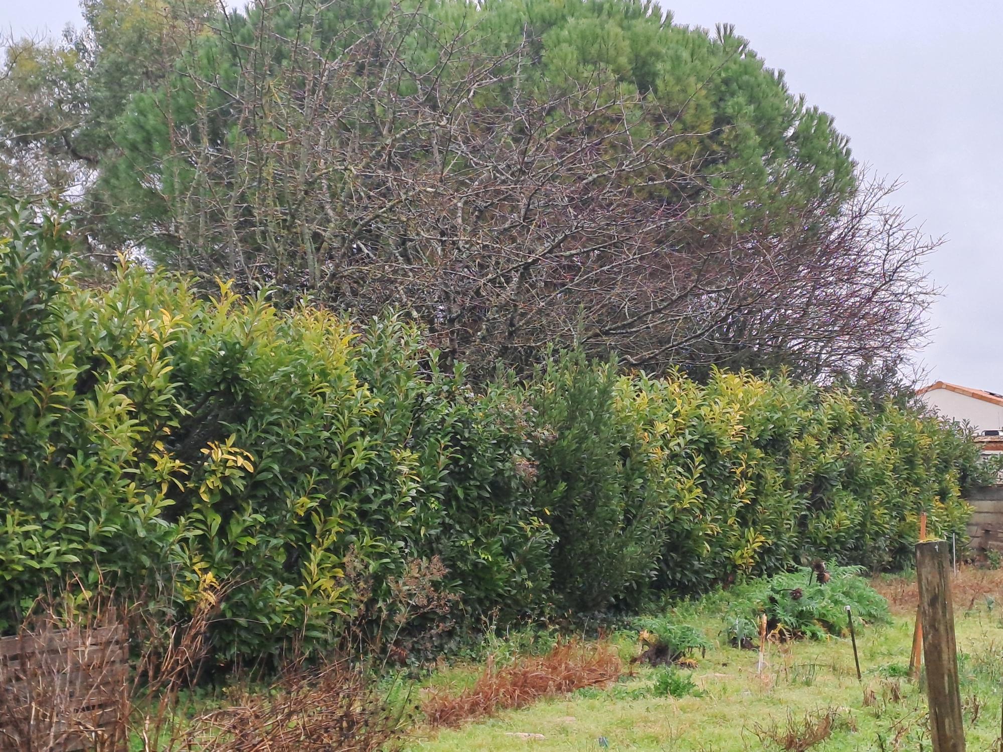 Maison + Terrain de 300 m2  à Saint-Sulpice-de-Royan
