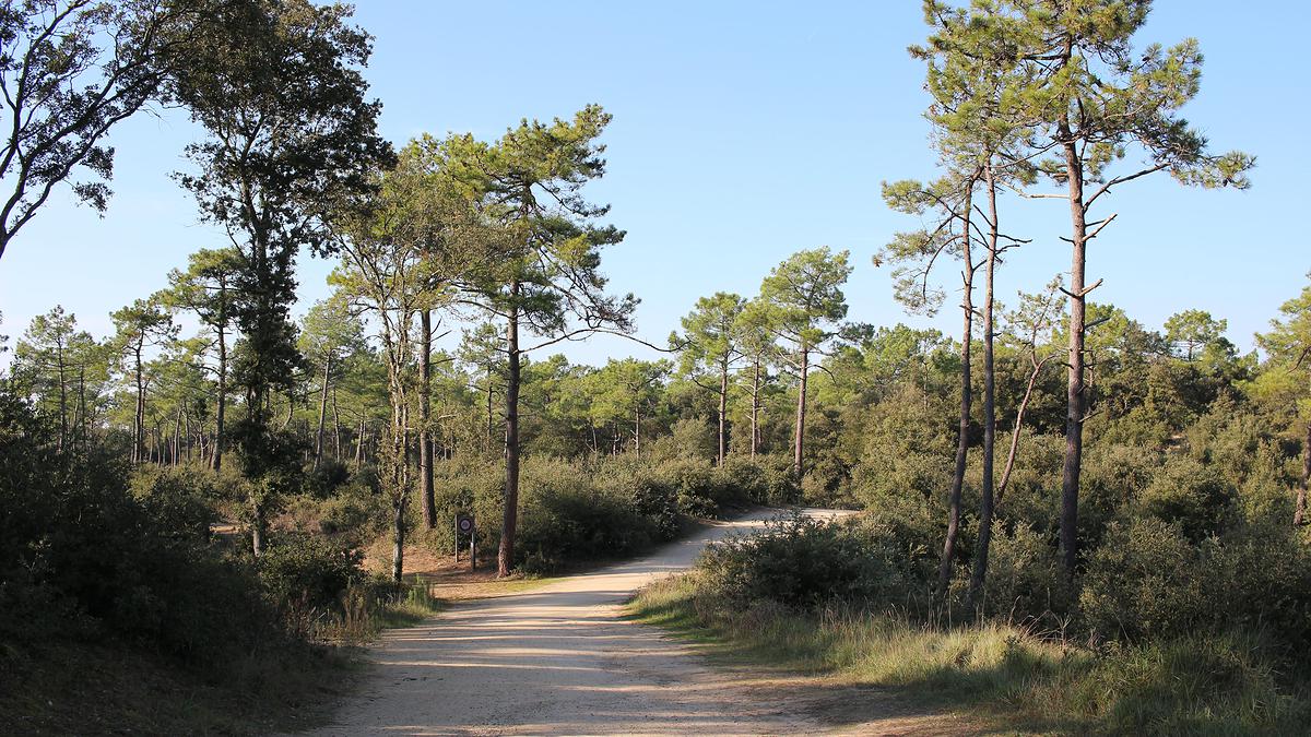 Terrain de 308m² à vendre à Château-d’Olonne (85)