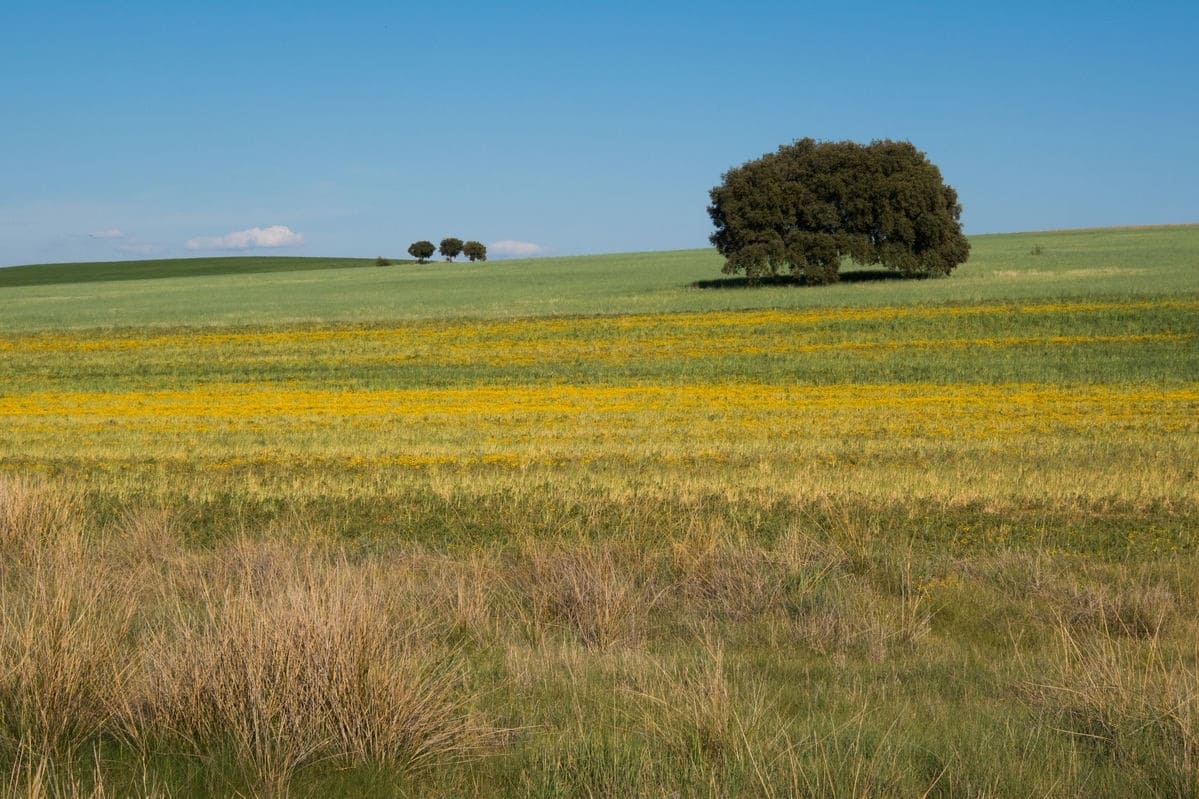 Terrain de 585m² à vendre à La Roche-sur-Yon (85)