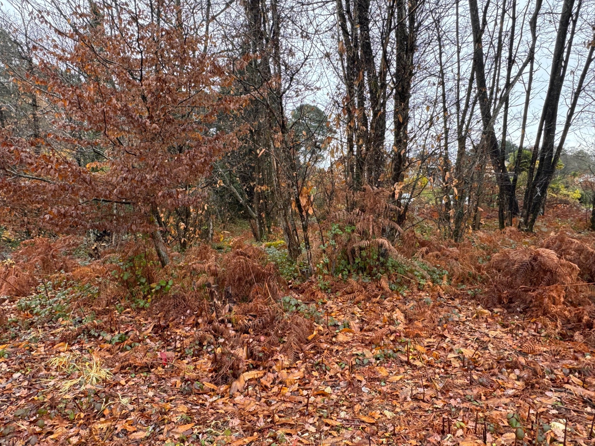 Maison + Terrain de 1 000 m2  à Chancelade