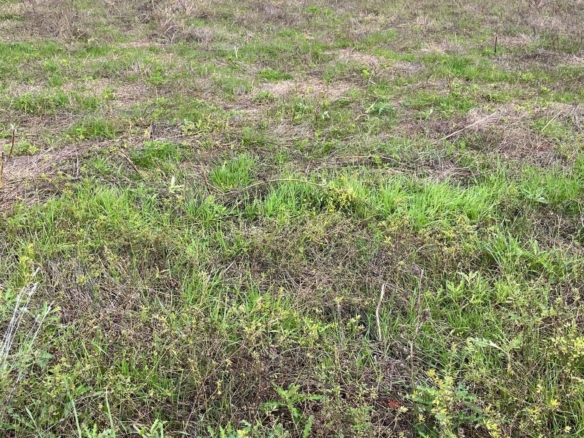 Terrain de 650m² à vendre à Ars (16)