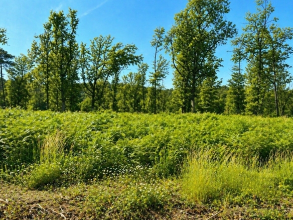 Terrain de 1 500m² à vendre à Atur (24)