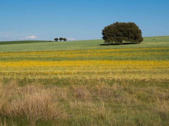 Terrain de 1 250m² à vendre à La Roche-sur-Yon (85)
