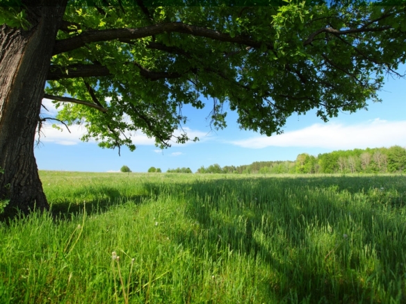 Terrain de 1 375m² à vendre à La Selle-sur-le-Bied (45)