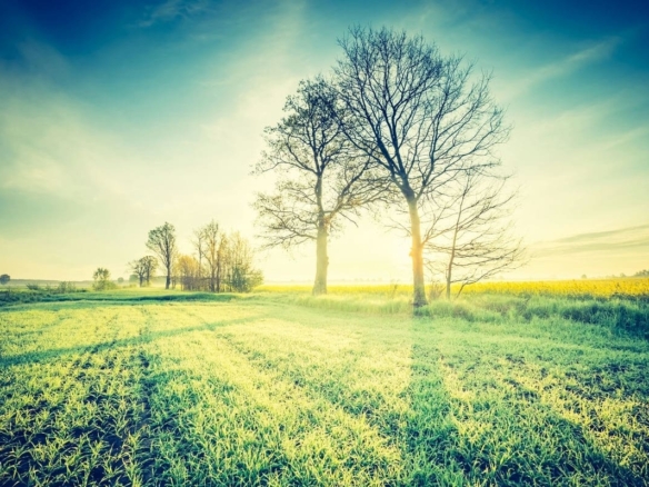 Terrain de 508m² à vendre à Sainte-Cécile (85)